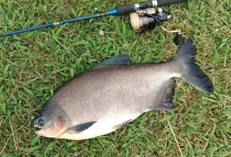 アマゾンの怪魚にチャレンジ！